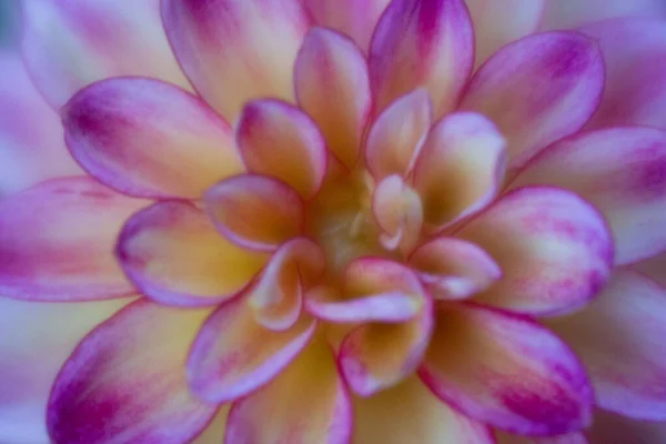 Dahlia Flower Yellow Purple Macro — Stock Photo, Image