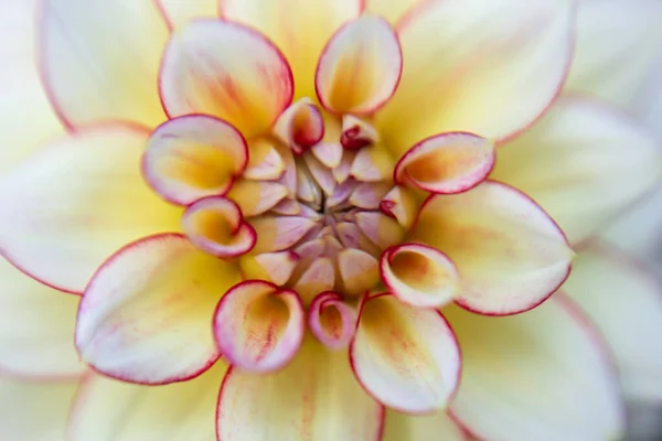 Dahlia Flower Yellow Red Close — Stock Photo, Image