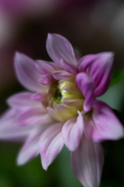 Dahlia Makro Hieman Sivulle Näkymä Violetti Valkoinen — kuvapankkivalokuva