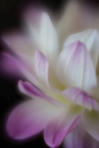 Dahlia Flower Close Side View Purple White — Stock Photo, Image