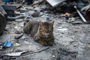 Kiev yakınlarındaki Bucha şehri Rus işgalciler tarafından yok edildi. Bir zamanların temiz yeşil nüfuslu şehrinin görüntüleri dehşet verici: Bombardıman ve yangınlar, yıkılmış yollar ve köprüler, yıkılmış arabalar, tanklar, terk edilmiş hayvanlar..