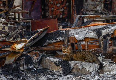 Kiev yakınlarındaki Bucha şehri Rus işgalciler tarafından yok edildi. Bir zamanların temiz yeşil nüfuslu şehrinin görüntüleri dehşet verici: Bombardıman ve yangınlar, yıkılmış yollar ve köprüler, yıkılmış arabalar, tanklar, terk edilmiş hayvanlar..