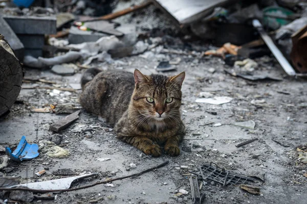 Kiev yakınlarındaki Bucha şehri Rus işgalciler tarafından yok edildi. Bir zamanların temiz yeşil nüfuslu şehrinin görüntüleri dehşet verici: Bombardıman ve yangınlar, yıkılmış yollar ve köprüler, yıkılmış arabalar, tanklar, terk edilmiş hayvanlar..