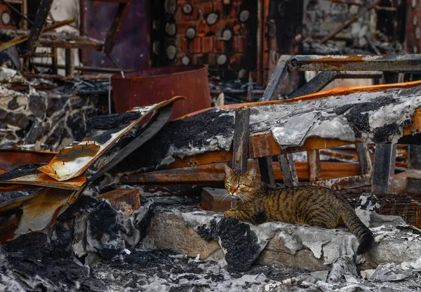 Kiev yakınlarındaki Bucha şehri Rus işgalciler tarafından yok edildi. Bir zamanların temiz yeşil nüfuslu şehrinin görüntüleri dehşet verici: Bombardıman ve yangınlar, yıkılmış yollar ve köprüler, yıkılmış arabalar, tanklar, terk edilmiş hayvanlar..