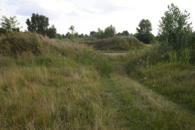 Sıcak bir yaz gününde, büyük bir şehrin eteklerinde otlayan atlar..