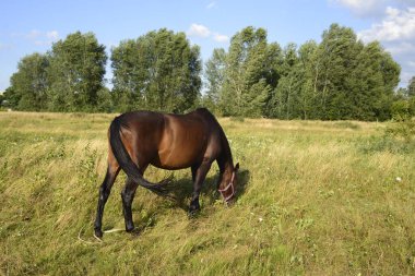 Sıcak bir yaz gününde, büyük bir şehrin eteklerinde otlayan atlar..