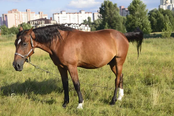 Horses Grazing Field Hot Summer Day Outskirts Big City — ストック写真