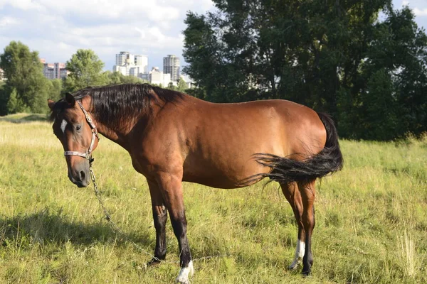 Horses Grazing Field Hot Summer Day Outskirts Big City — Stock fotografie