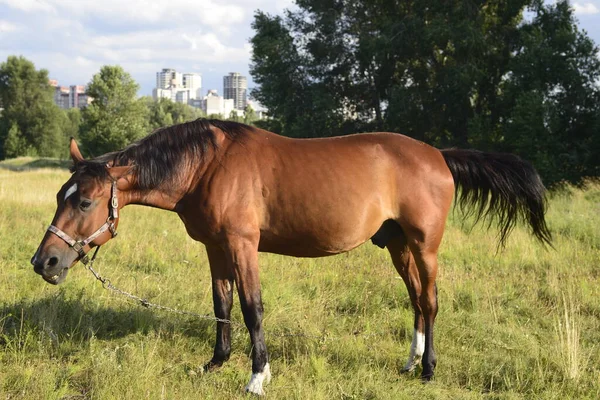 Horses Grazing Field Hot Summer Day Outskirts Big City — Foto de Stock