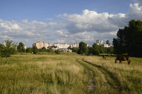 Horses Grazing Field Hot Summer Day Outskirts Big City — Stock Photo, Image