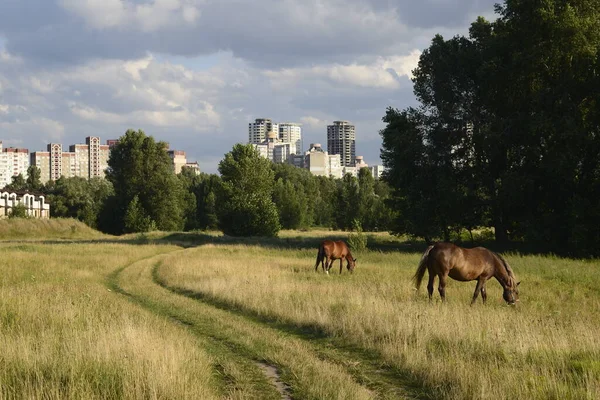 Horses Grazing Field Hot Summer Day Outskirts Big City — Stockfoto