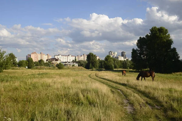 Horses Grazing Field Hot Summer Day Outskirts Big City — Φωτογραφία Αρχείου