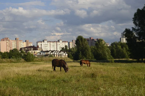 Horses Grazing Field Hot Summer Day Outskirts Big City — Stockfoto