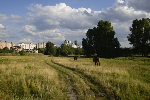 Horses Grazing Field Hot Summer Day Outskirts Big City — Stockfoto