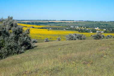 Temmuzda sıcak bir gün. Üzerinde ağaçlar yetişen güzel bir tepe. Yakınlarda büyük bir ayçiçeği tarlası var..