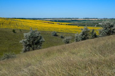Temmuzda sıcak bir gün. Üzerinde ağaçlar yetişen güzel bir tepe. Yakınlarda büyük bir ayçiçeği tarlası var..