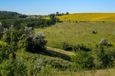 Temmuzda sıcak bir gün. Üzerinde ağaçlar yetişen güzel bir tepe. Yakınlarda büyük bir ayçiçeği tarlası var..