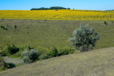 Temmuzda sıcak bir gün. Üzerinde ağaçlar yetişen güzel bir tepe. Yakınlarda büyük bir ayçiçeği tarlası var..