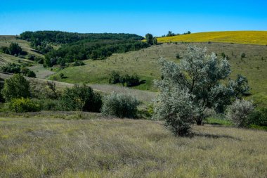 Temmuzda sıcak bir gün. Üzerinde ağaçlar yetişen güzel bir tepe. Yakınlarda büyük bir ayçiçeği tarlası var..