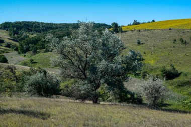 Temmuzda sıcak bir gün. Üzerinde ağaçlar yetişen güzel bir tepe. Yakınlarda büyük bir ayçiçeği tarlası var..