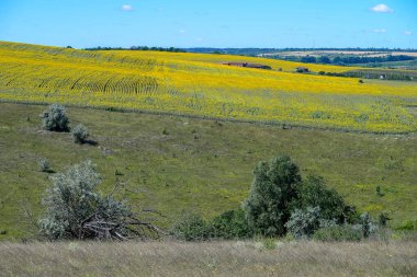 Temmuzda sıcak bir gün. Üzerinde ağaçlar yetişen güzel bir tepe. Yakınlarda temmuzda sıcak bir sA tarlası var. Üzerinde ağaçlar yetişen güzel bir tepe. Yakınlarda büyük bir ayçiçeği tarlası var. Çiçeksiz..