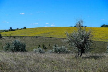 Temmuzda sıcak bir gün. Üzerinde ağaçlar yetişen güzel bir tepe. Yakınlarda temmuzda sıcak bir sA tarlası var. Üzerinde ağaçlar yetişen güzel bir tepe. Yakınlarda büyük bir ayçiçeği tarlası var. Çiçeksiz..