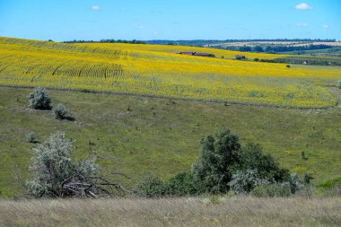 Temmuzda sıcak bir gün. Üzerinde ağaçlar yetişen güzel bir tepe. Yakınlarda temmuzda sıcak bir sA tarlası var. Üzerinde ağaçlar yetişen güzel bir tepe. Yakınlarda büyük bir ayçiçeği tarlası var. Çiçeksiz..