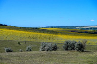 Temmuzda sıcak bir gün. Üzerinde ağaçlar yetişen güzel bir tepe. Yakınlarda büyük bir ayçiçeği tarlası var..