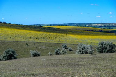 Temmuzda sıcak bir gün. Üzerinde ağaçlar yetişen güzel bir tepe. Yakınlarda büyük bir ayçiçeği tarlası var..