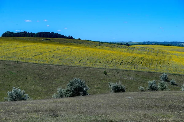 Hot Day July Beautiful Hilly Terrain Trees Growing Nearby Large — Zdjęcie stockowe