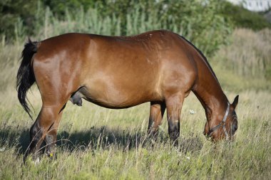 Sıcak bir yaz gününde, büyük bir şehrin varoşlarındaki bir tarlada atlar ot yiyor..