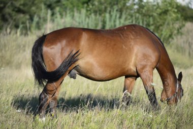Sıcak bir yaz gününde, büyük bir şehrin varoşlarındaki bir tarlada atlar ot yiyor..