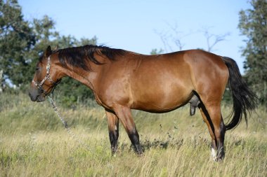 Sıcak bir yaz gününde, büyük bir şehrin varoşlarındaki bir tarlada atlar ot yiyor..