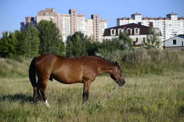 Hot Summer Day Horses Eating Grass Field Outskirts Big City — Stock Fotó