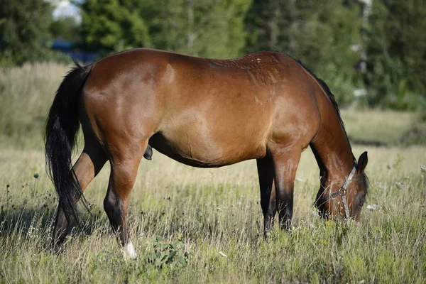 Hot Summer Day Horses Eating Grass Field Outskirts Big City — 图库照片