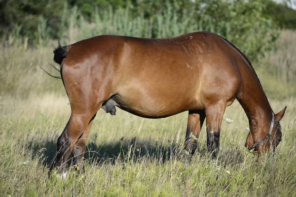 Hot Summer Day Horses Eating Grass Field Outskirts Big City — Foto de Stock