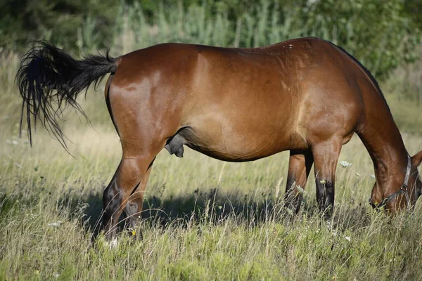 Hot Summer Day Horses Eating Grass Field Outskirts Big City — Foto de Stock