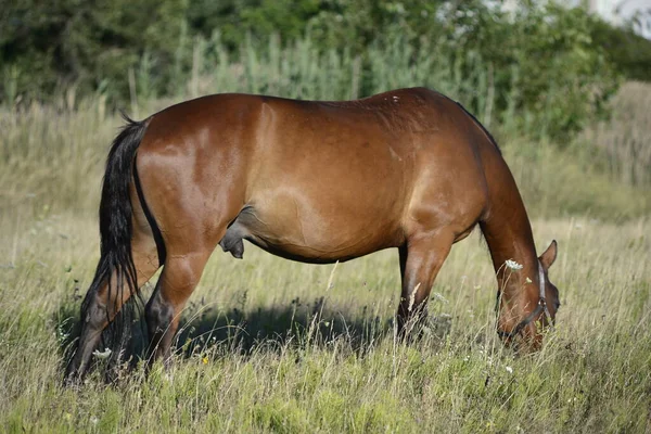 Hot Summer Day Horses Eating Grass Field Outskirts Big City — 图库照片