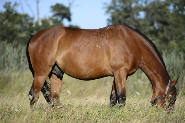 Hot Summer Day Horses Eating Grass Field Outskirts Big City — стоковое фото