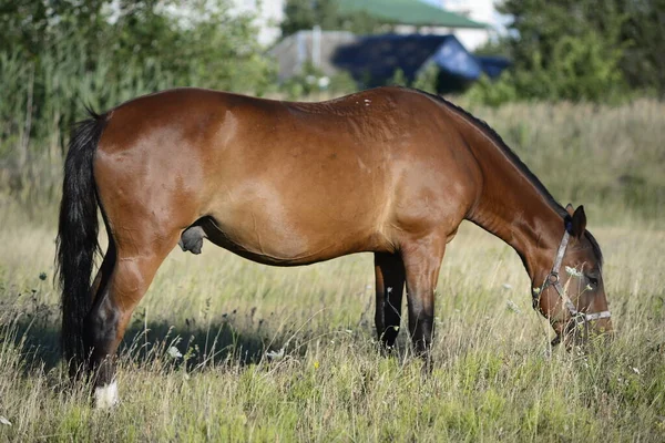 Hot Summer Day Horses Eating Grass Field Outskirts Big City — стоковое фото