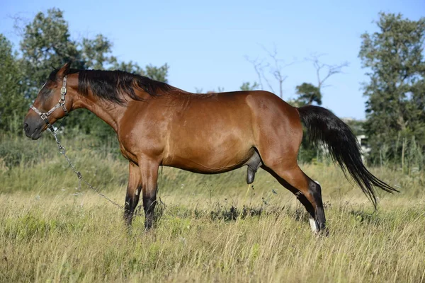 Hot Summer Day Horses Eating Grass Field Outskirts Big City — стоковое фото