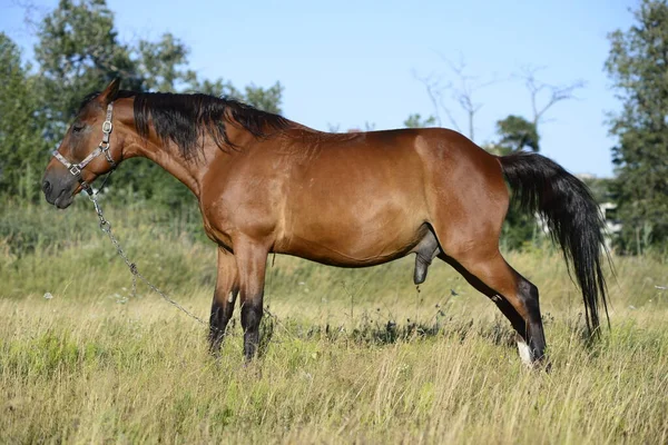 Hot Summer Day Horses Eating Grass Field Outskirts Big City — Foto de Stock