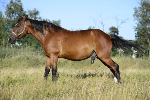 Hot Summer Day Horses Eating Grass Field Outskirts Big City — Foto de Stock