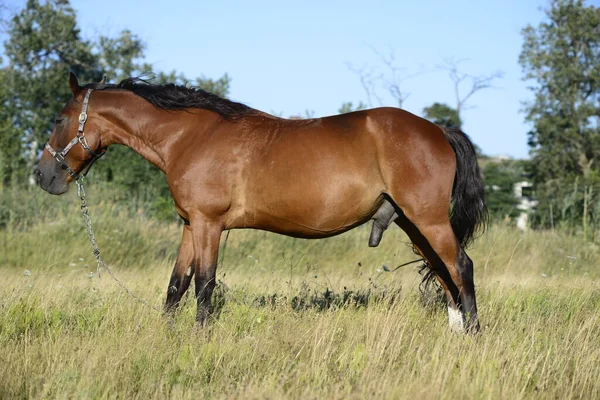 Hot Summer Day Horses Eating Grass Field Outskirts Big City — Foto de Stock