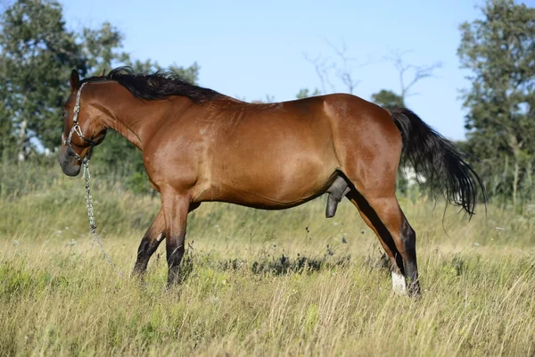 Hot Summer Day Horses Eating Grass Field Outskirts Big City — Foto de Stock