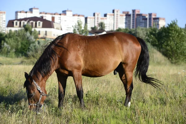 Hot Summer Day Horses Eating Grass Field Outskirts Big City — стоковое фото