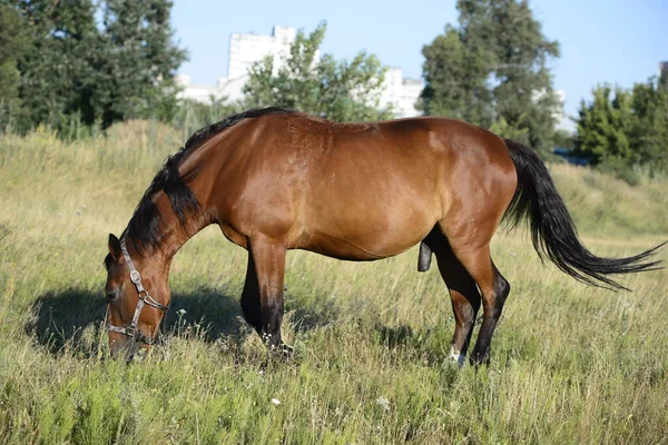 Hot Summer Day Horses Eating Grass Field Outskirts Big City — Foto de Stock