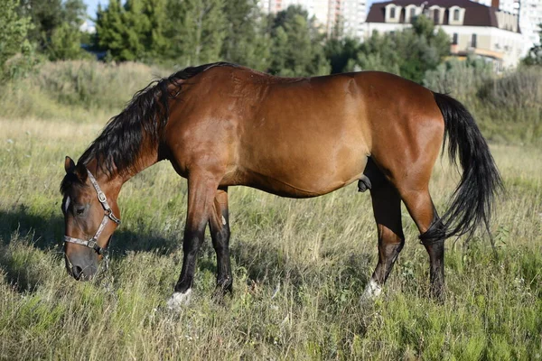 Hot Summer Day Horses Eating Grass Field Outskirts Big City — ストック写真