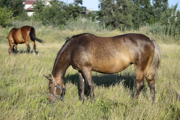 Hot Summer Day Horses Eating Grass Field Outskirts Big City — Foto de Stock