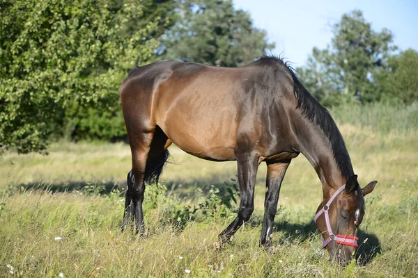 Hot Summer Day Horses Eating Grass Field Outskirts Big City – stockfoto